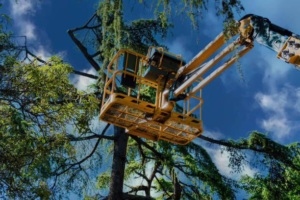 Best Tree Maintenance Programs  in Wauconda, IL